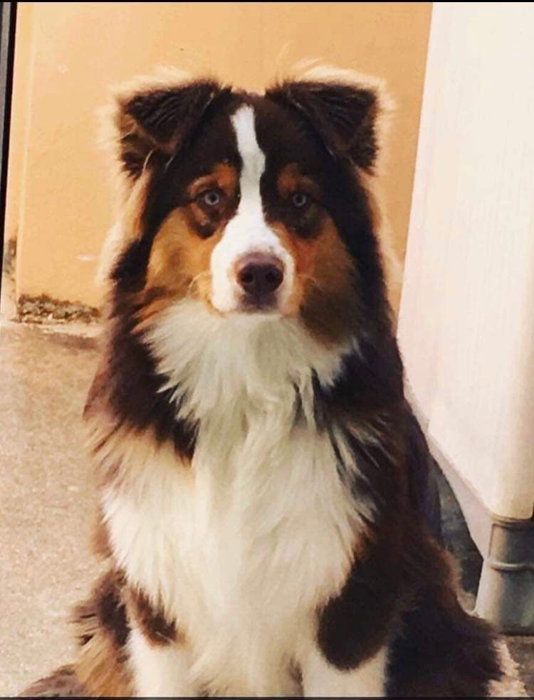 Ryder red fire star Du Domaine De La Canurie