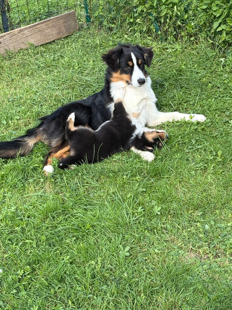 Athéna Fangs Of Fire